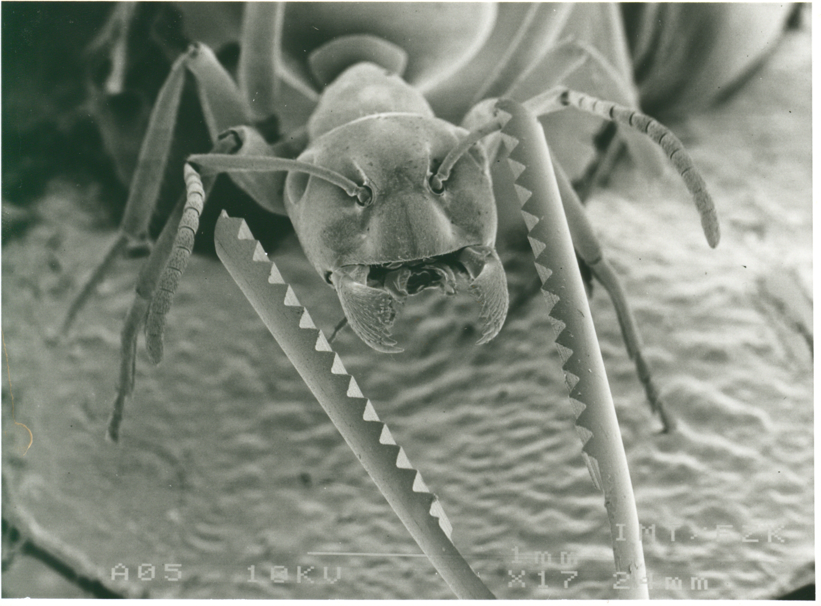Gripping tool developed by the Institute of Microstructure Technology at Karlsruhe Nuclear Research Center scaled against an ant, approx. 1990, photographer unknown. KIT Archives 28028/20884.